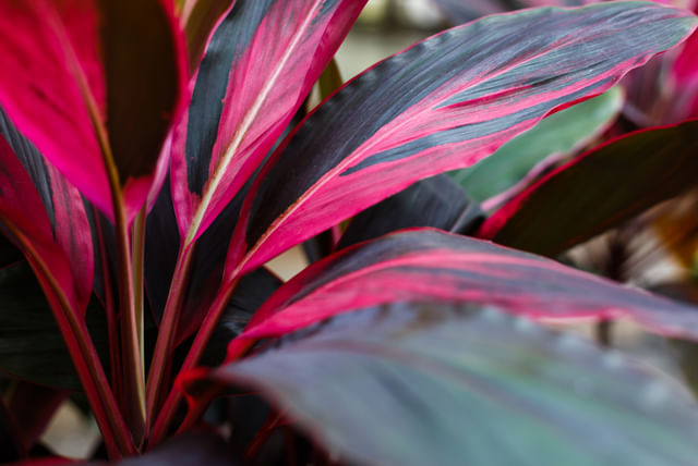cordyline-fruticosa.jpg