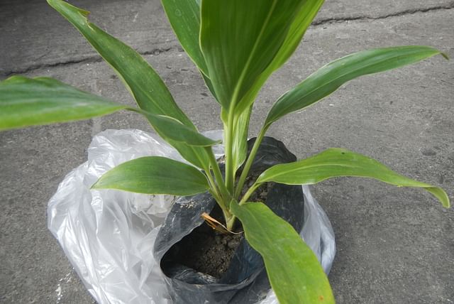 cordyline-in-plastic-pot-soil.jpg