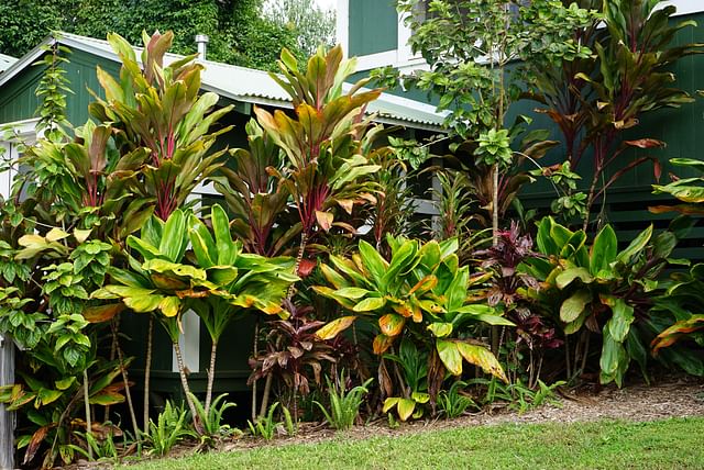 cordyline-mixed-varieties.jpg