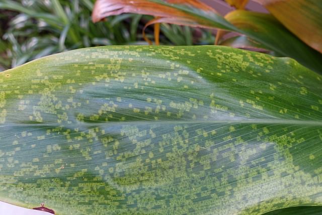 cordyline-with-leafspot.jpg