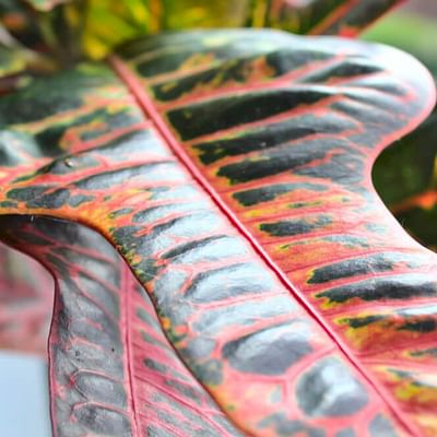Kamerplant van Botanicly – Croton – Hoogte: 100 cm – Codiaeum variegatum Mrs Iceton
