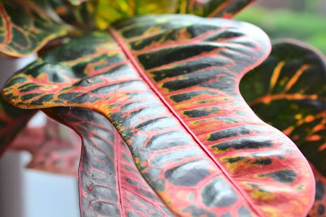 The ultimate guide for Croton plant care