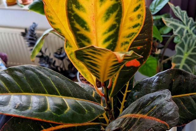 croton-with-pumice.jpg