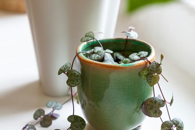 Hartenstreng in kleine pot Hartenstreng in kleine pot