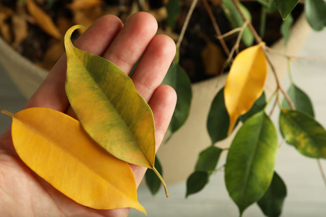 Dode bladeren aan een ficus Dode bladeren aan een ficus