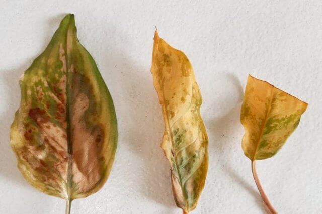 Dead leaves from overwatering