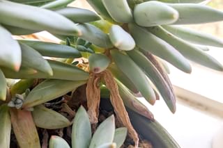 Dead leaves on an Echeveria Dead leaves on an Echeveria