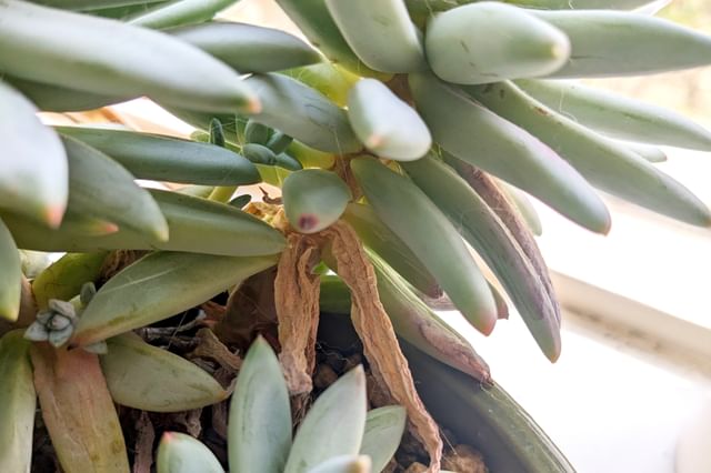 Dode bladeren aan een Echeveria Dode bladeren aan een Echeveria