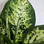 Hoe verzorg je een Dieffenbachia?