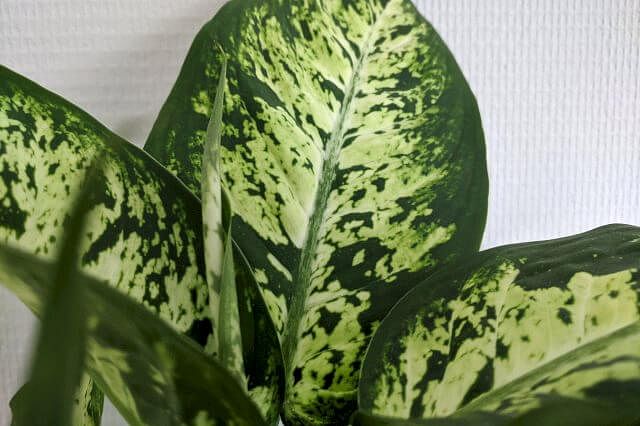 Dieffenbachia growing a new leaf