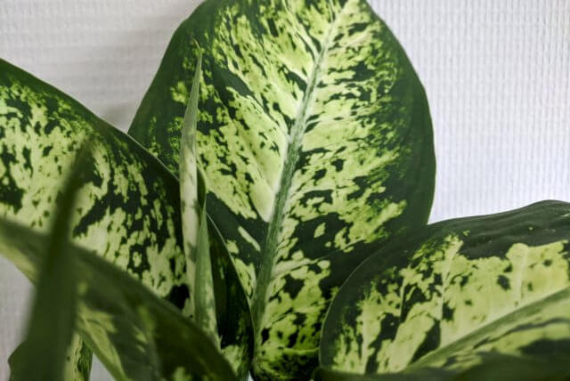 Dieffenbachia groeit een nieuw blad