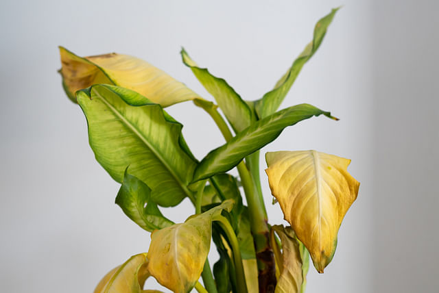 dieffenbachia-gele-bladeren.jpg