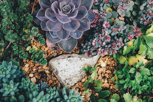 diverse-succulents-around-a-rock.jpeg