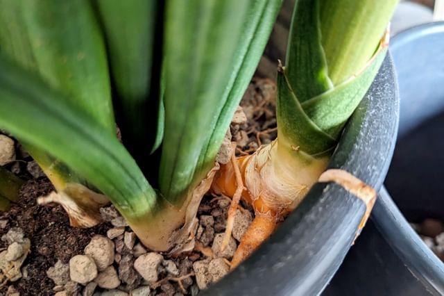 Dracaena Angolensis groeiend in voedselarme grond Dracaena Angolensis groeiend in voedselarme grond