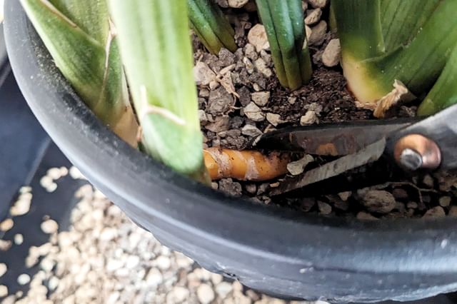 Voortplanting door deling Voortplanting door deling