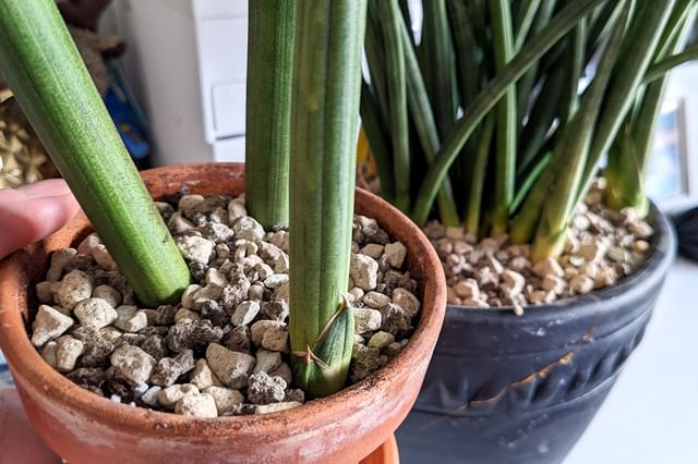 Dracaena Angolensis verpot Dracaena Angolensis verpot
