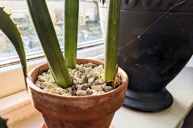 Zonlicht voor Dracaena Angolensis Zonlicht voor Dracaena Angolensis