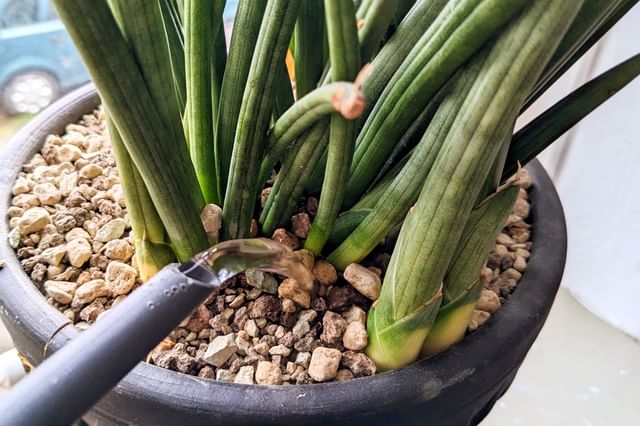 Een Dracaena Angolensis water geven Een Dracaena Angolensis water geven