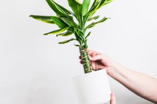 The ultimate plant care guide for the Dracaena deremensis (Janet Craig Dracaena) The ultimate plant care guide for the Dracaena deremensis (Janet Craig Dracaena)