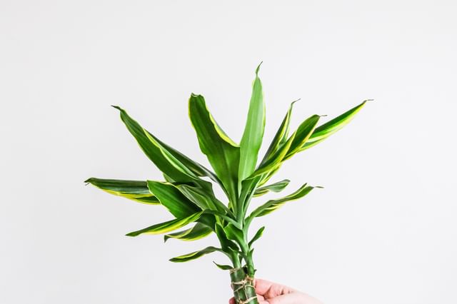 Dracaena deremensis in een kleine pot Dracaena deremensis in een kleine pot