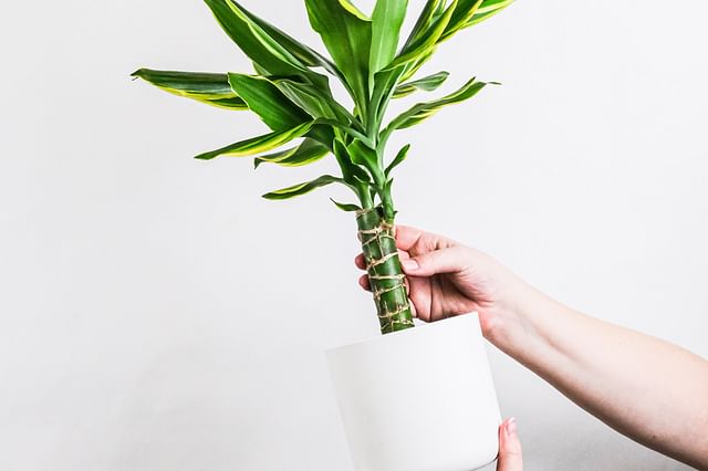 The ultimate plant care guide for the Dracaena deremensis (Janet Craig Dracaena)