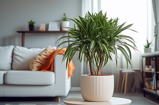 The ultimate guide for Dracaena plant care The ultimate guide for Dracaena plant care