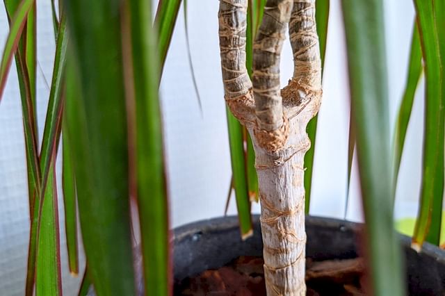 Dracaena with wrinkles because of thirst