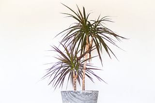 Dracaena Marginata Dracaena Marginata