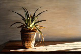 Died out aloe vera Died out aloe vera