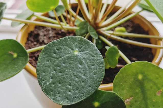 Dried water drop on Pilea Peperomioides leaf