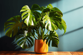 Drooping monstera Drooping monstera