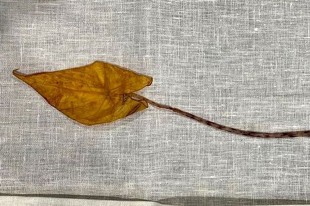 Dropped Alocasia Zebrina leaf