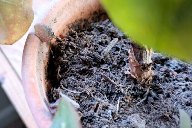 dry-soil-separating-from-pot.jpg