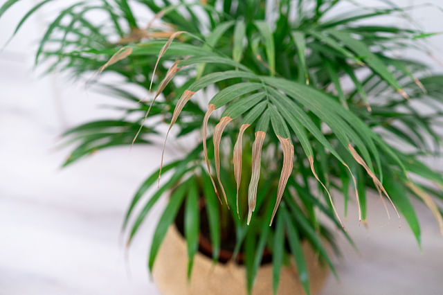 Dry leaves on a Parlor Palm