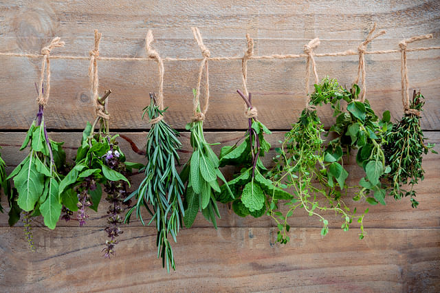 Drying herbs after harvesting