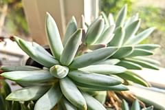 How to Take Care of an Echeveria: A Beginner's Guide