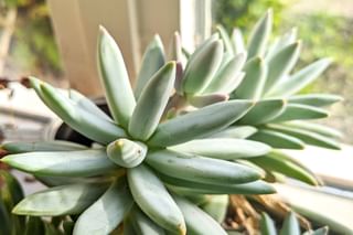 Echeveria in the sun Echeveria in the sun