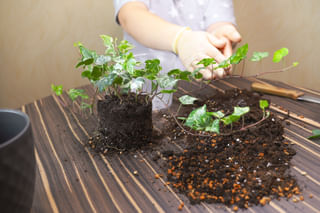 English Ivy in Soil English Ivy in Soil