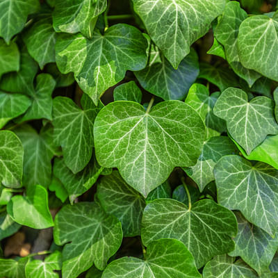 AMERICAN PLANT EXCHANGE English Ivy Baltic Trailing Vine Live Plant, 6" Pot, Indoor/Outdoor Air Purifier