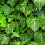 How to take care of an English Ivy
