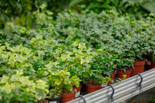 English Ivy's in plant store English Ivy's in plant store