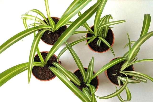 "Everything about repotting a spider plant"