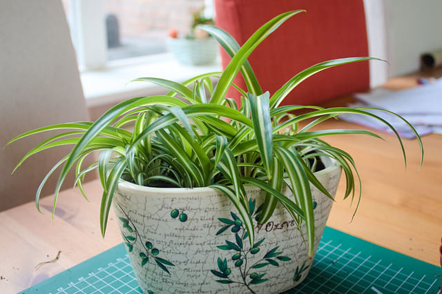 "Repotted spider plant"