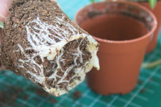 Spider plant roots, small root ball Spider plant roots, small root ball