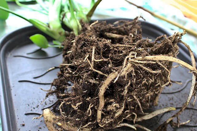 Exposed Monstera roots