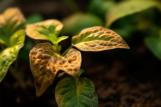 Fertilizer burn on plant Fertilizer burn on plant