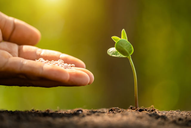Bemesten van een groeiende plant