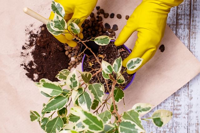 Ficus Benjamina soil