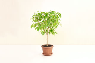 Weeping fig (Ficus Benjamina) Weeping fig (Ficus Benjamina)