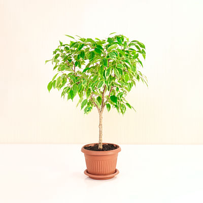 Hello Plants | Ficus Benjamina Goldenking